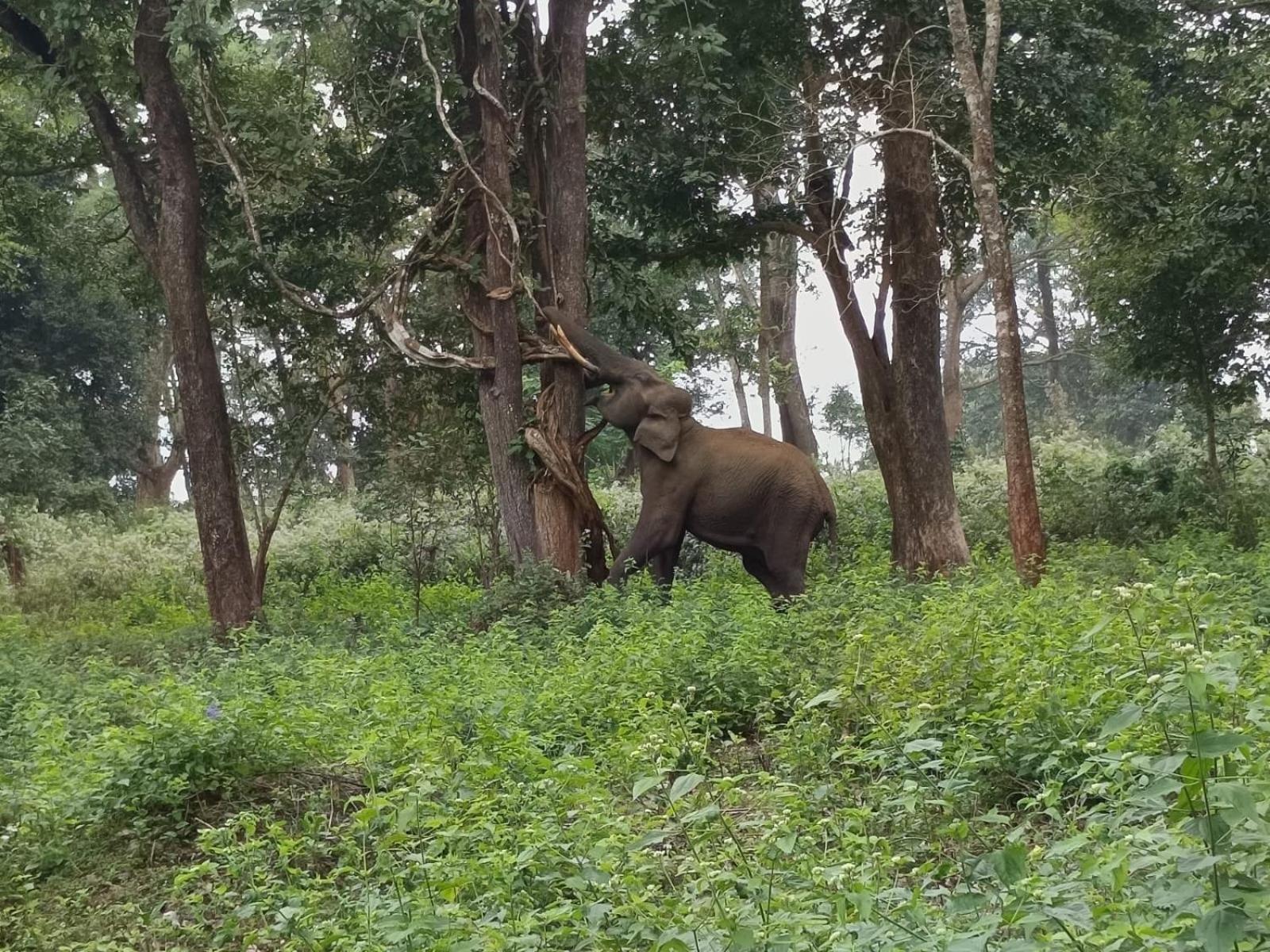 Kuruva Shoreline Wayanad Chegāt Exterior foto